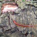 Stone centipede