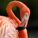 Caribbean Flamingo