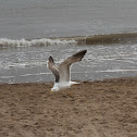 Great Black Backed Gull