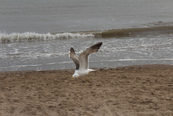 Spotting Image 1