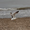 Great Black Backed Gull