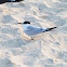 Sandwich Tern