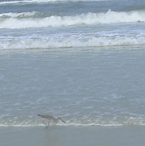 Spotting Image 1