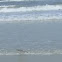 Willet