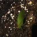 True Katydid