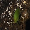 True Katydid