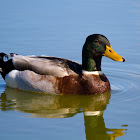 Mallard