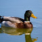Mallard