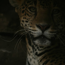 Felinos silvestres de centro de México