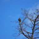 Juvenile Red Tailed Hawk