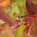 Grasshopper