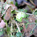 Tropical Soda Apple