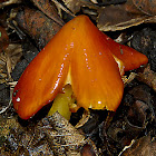 Witch's Hat