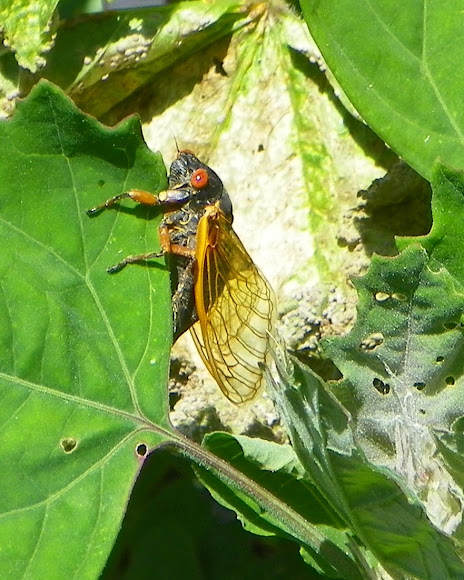 Spotting Image 1