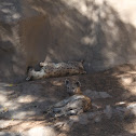 Spotted Hyena