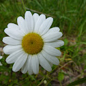 Margerite, Wiesen-Wucherblume