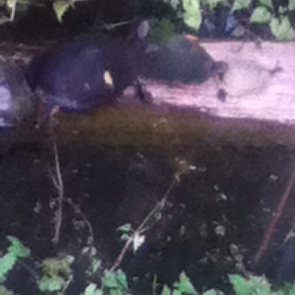 Spotting Image 1