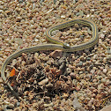 Plains Garter Snake