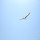 Wildlife of Adriatic Coast 