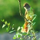 Great Crested Flycatcher