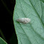Citrus Flatid Planthopper