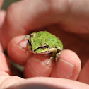 Pacific tree frog