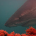 Great White Shark