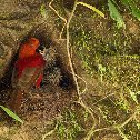 Andean Cock-of-the-Rock