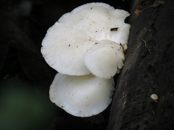 Spotting Image 1