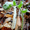 Christmas Fern
