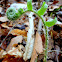 Christmas Fern