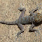Egyptian Fan-Toed Gecko