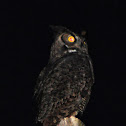 Great Horned Owl
