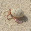 hermit crab