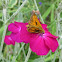 Large Skipper