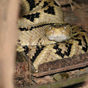 Central American rattlesnake