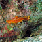 Orange Flatworm