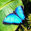 Morpho butterfly