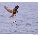 Marsh harrier