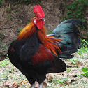 Red Jungle Fowl