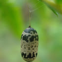 Ichneumon cocoon