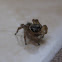 Jumping Spider
