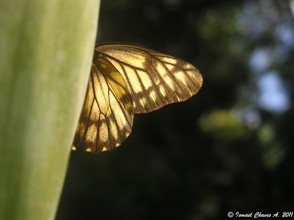 Spotting Image 1