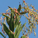 Strawberry Tree