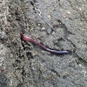 Worm