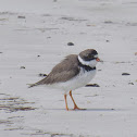 Semipalmated Plover