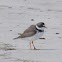 Semipalmated Plover