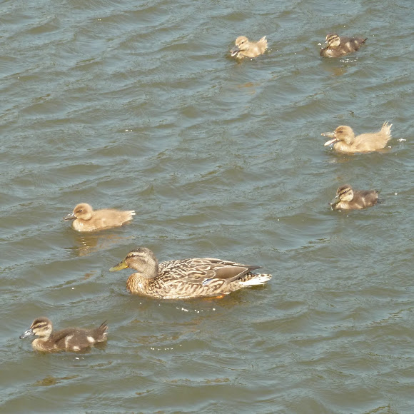 Spotting Image 1