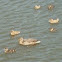 Ducks
