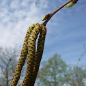 river birch